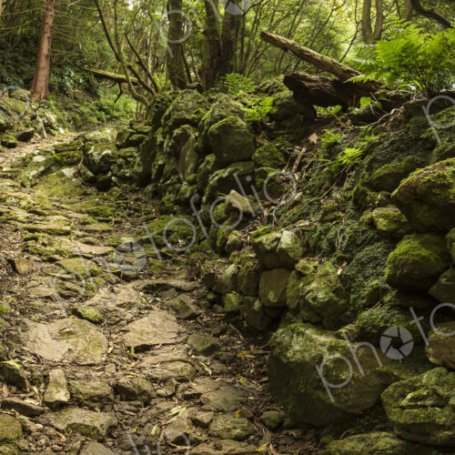 Dirt path in lush forest Dirt path in lush forest