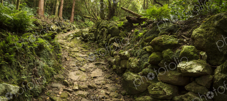 Dirt path in lush forest