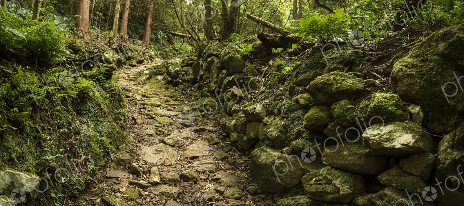 Dirt path in lush forest