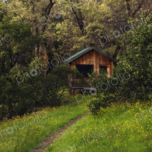 Dirt path leading to wooden house in forest