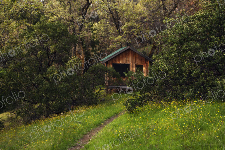 Dirt path leading to wooden house in forest