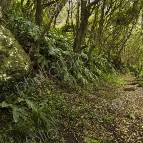 Dirt path through lush forest Dirt path through lush forest