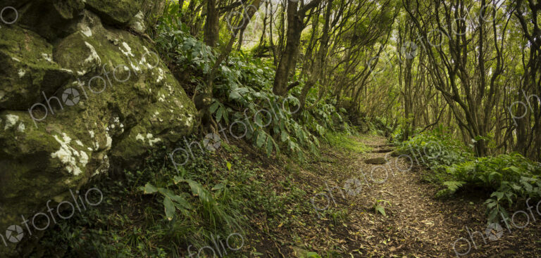Dirt path through lush forest