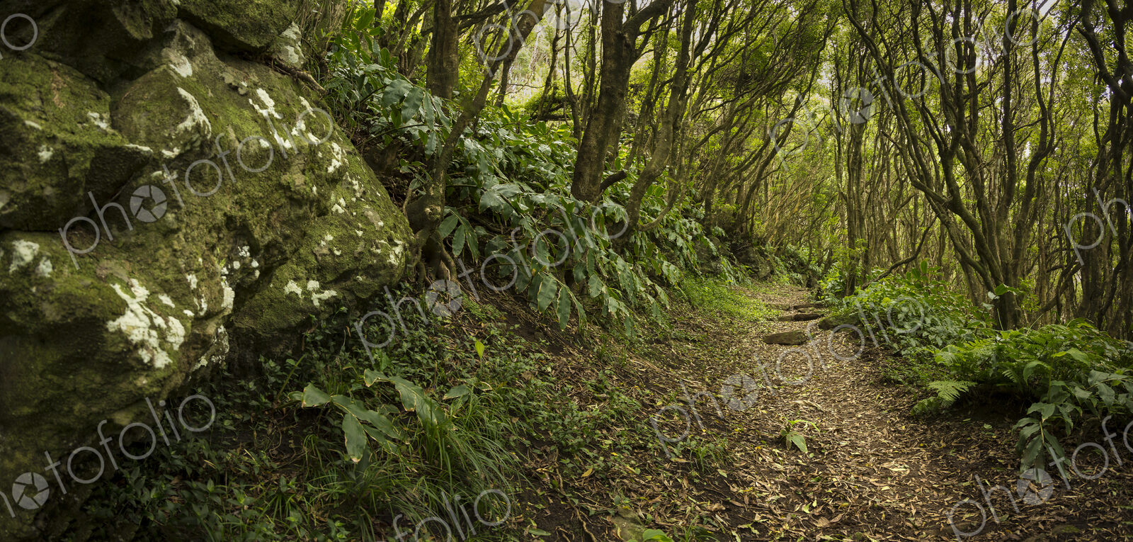 Dirt path through lush forest