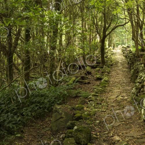 Dirt path through remote forest Dirt path through remote forest