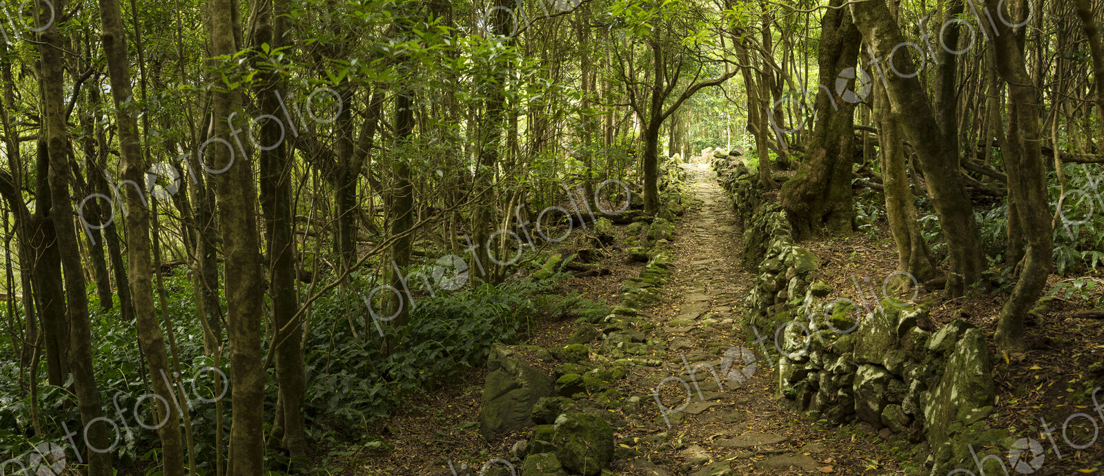 Dirt path through remote forest