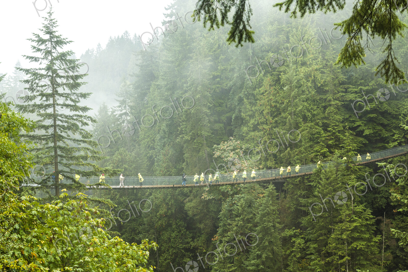 Distant view of group of people crossing suspension footbridge over forest tree canopy.