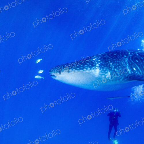 Diver underwater swimming with a juvenile Whale shark, Rhincodon typus.