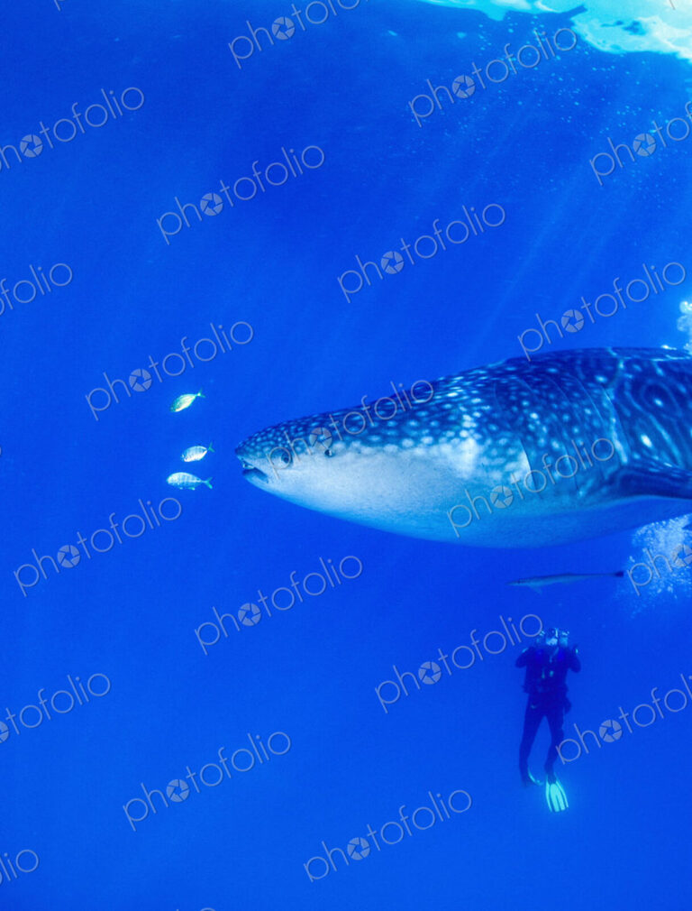 Diver underwater swimming with a juvenile Whale shark, Rhincodon typus.