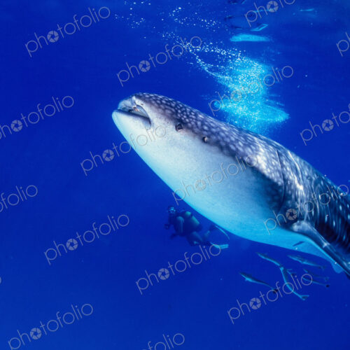 Diver underwater swimming with a juvenile Whale shark, Rhincodon typus.