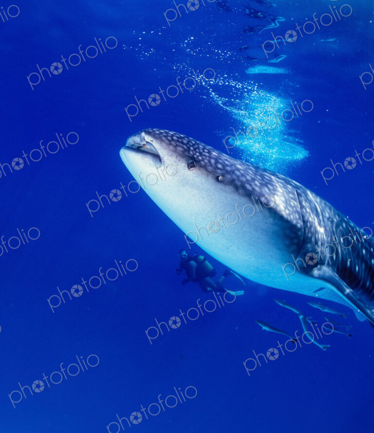 Diver underwater swimming with a juvenile Whale shark, Rhincodon typus.