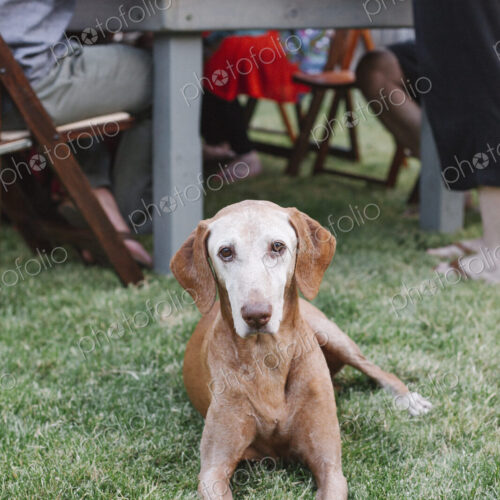 Dog lying on the grass in a garden, people sitting at a table. Dog lying on the grass in a garden, people sitting at a table.