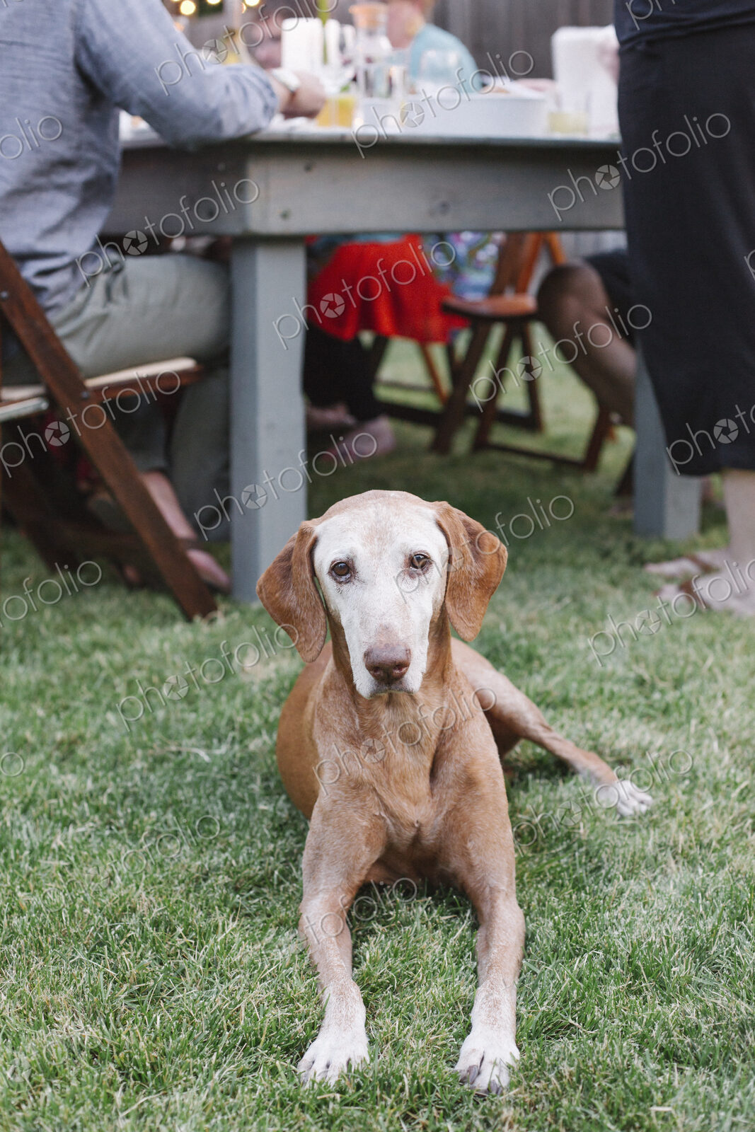 Dog lying on the grass in a garden, people sitting at a table.
