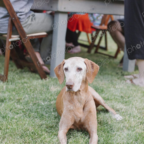 Dog lying on the grass in a garden, people sitting at a table. Dog lying on the grass in a garden, people sitting at a table.