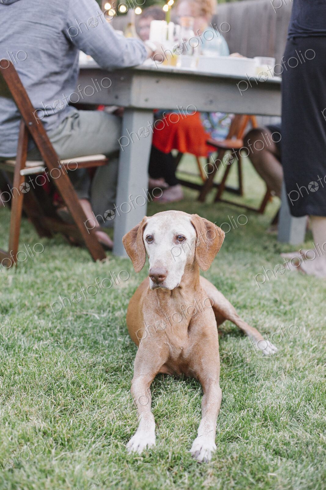 Dog lying on the grass in a garden, people sitting at a table.