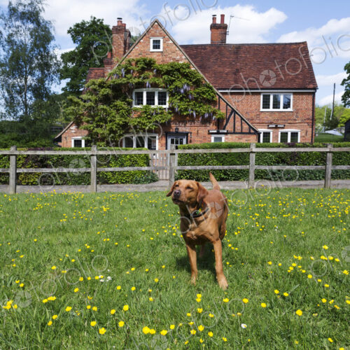 Dog playing in field in rural neighborhood Dog playing in field in rural neighborhood