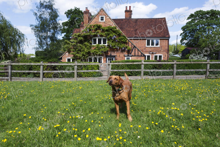 Dog playing in field in rural neighborhood