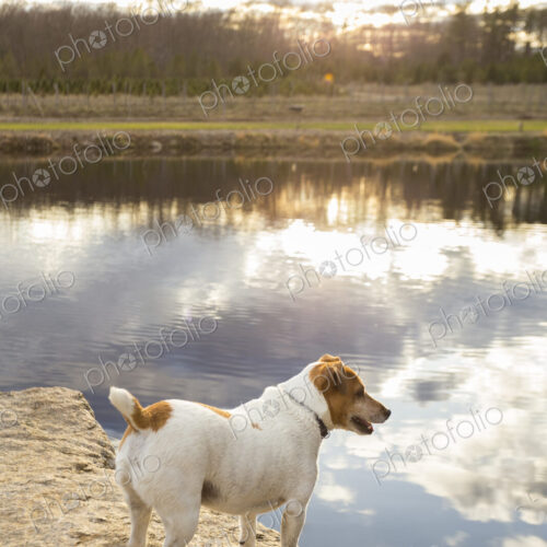 Dog standing over remote lake reflecting cloudy sky Dog standing over remote lake reflecting cloudy sky