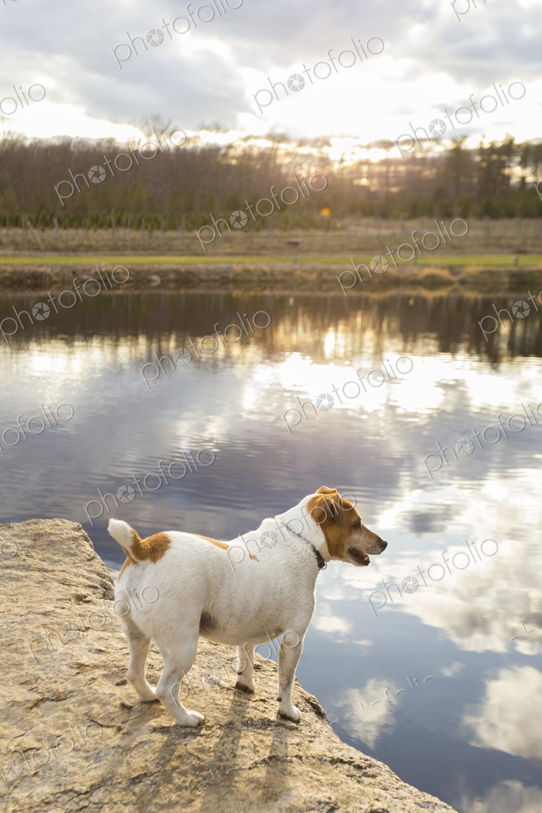Dog standing over remote lake reflecting cloudy sky