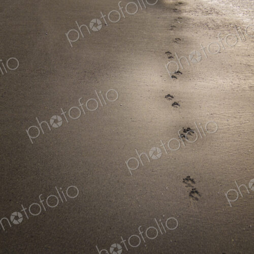 Dog tracks on wet beach sand, Port Angeles, WA USA