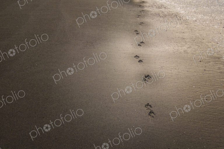 Dog tracks on wet beach sand, Port Angeles, WA USA