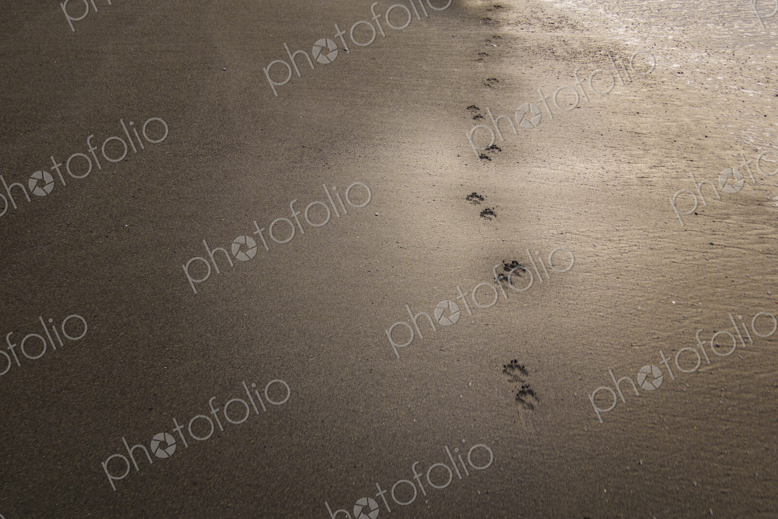 Dog tracks on wet beach sand, Port Angeles, WA USA