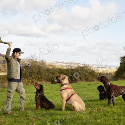 Dog walker, a man with his arm raised to throw a stick for three dogs. Dog walker, a man with his arm raised to throw a stick for three dogs.