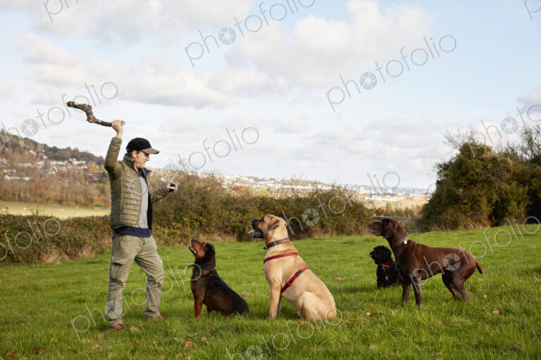 Dog walker, a man with his arm raised to throw a stick for three dogs.
