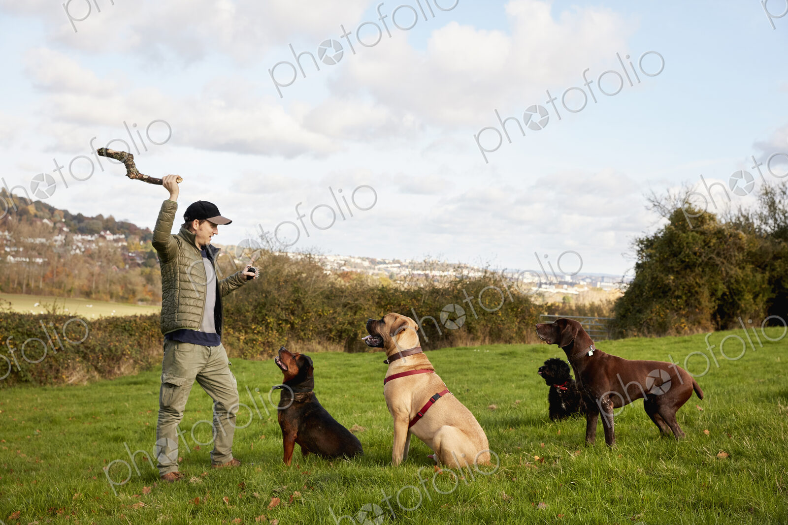Dog walker, a man with his arm raised to throw a stick for three dogs.