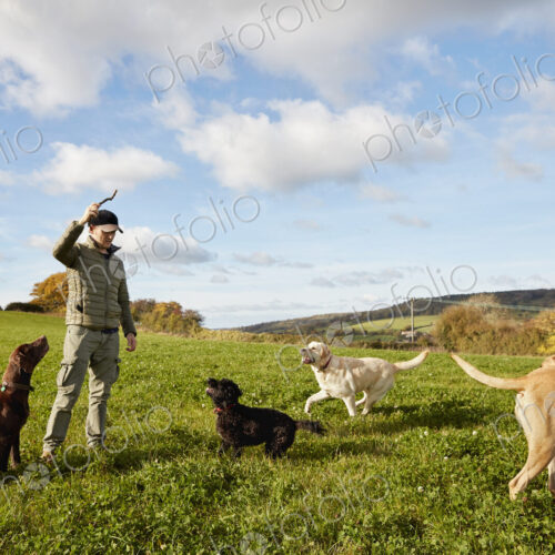Dog walker, a man with his arm raised to throw a stick for three dogs. Dog walker, a man with his arm raised to throw a stick for three dogs.