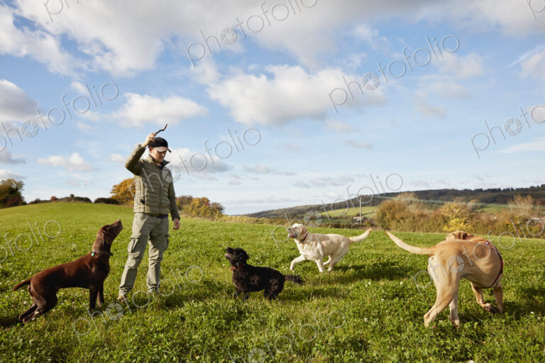 Dog walker, a man with his arm raised to throw a stick for three dogs.