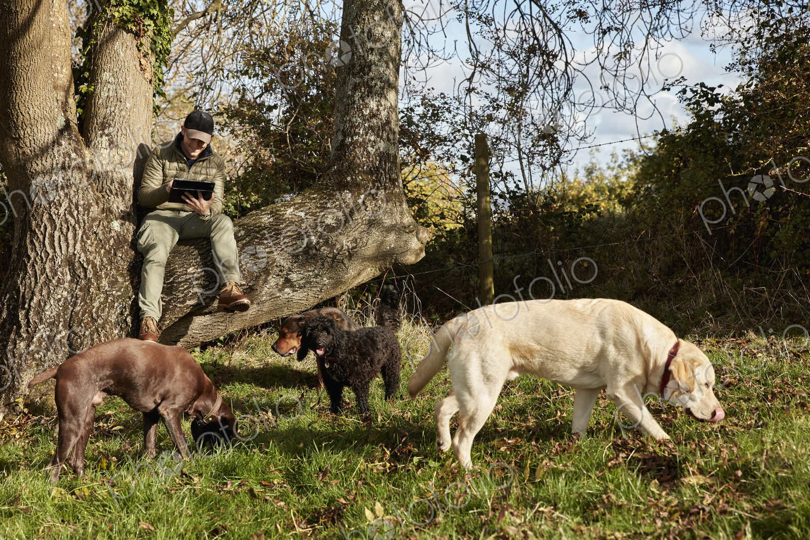 Dog walker sitting on a tree branch using a digital tablet, and three dogs sniffing…