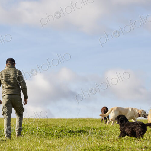 Dog walker walking across grass with four dogs. Dog walker walking across grass with four dogs.