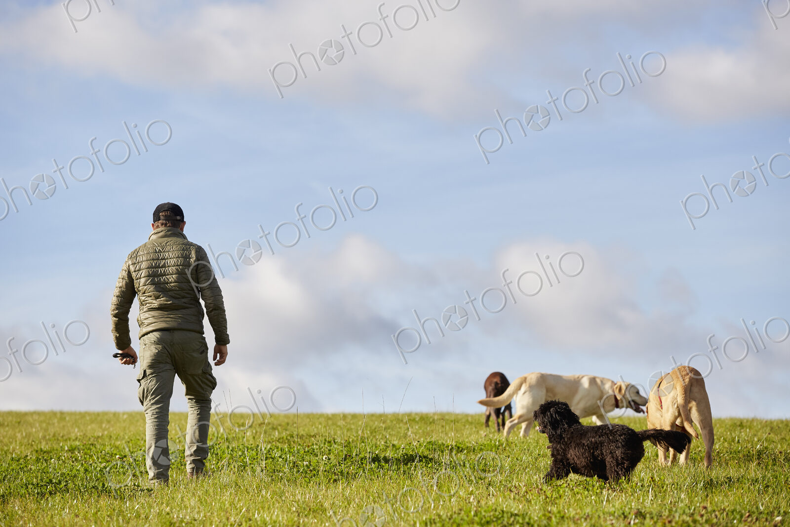 Dog walker walking across grass with four dogs.