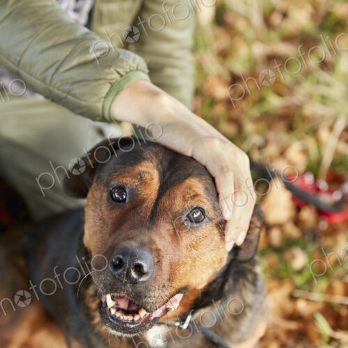 Dog walker with his hand on a dogs head, patting him.