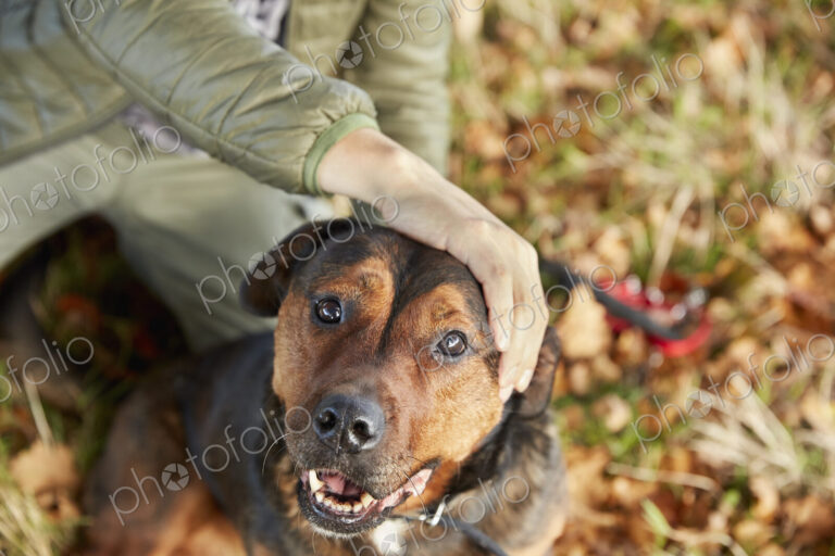 Dog walker with his hand on a dogs head, patting him.