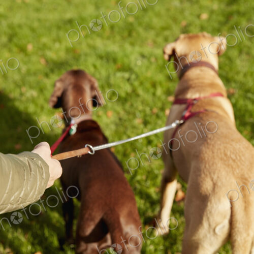 Dog walker with two dogs on leads