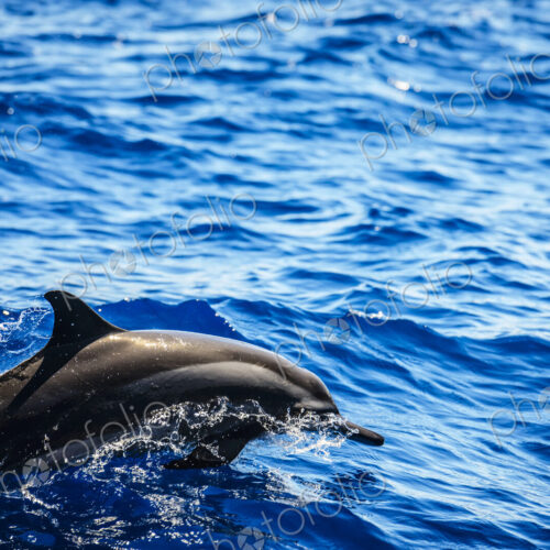 Dolphin emerging from the water in ocean.