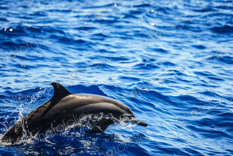 Dolphin emerging from the water in ocean.