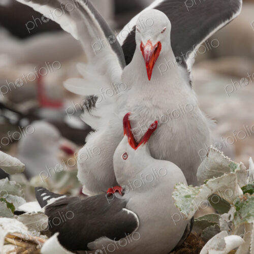 Dolphin gulls, Falkland Islands Dolphin gulls, Falkland Islands