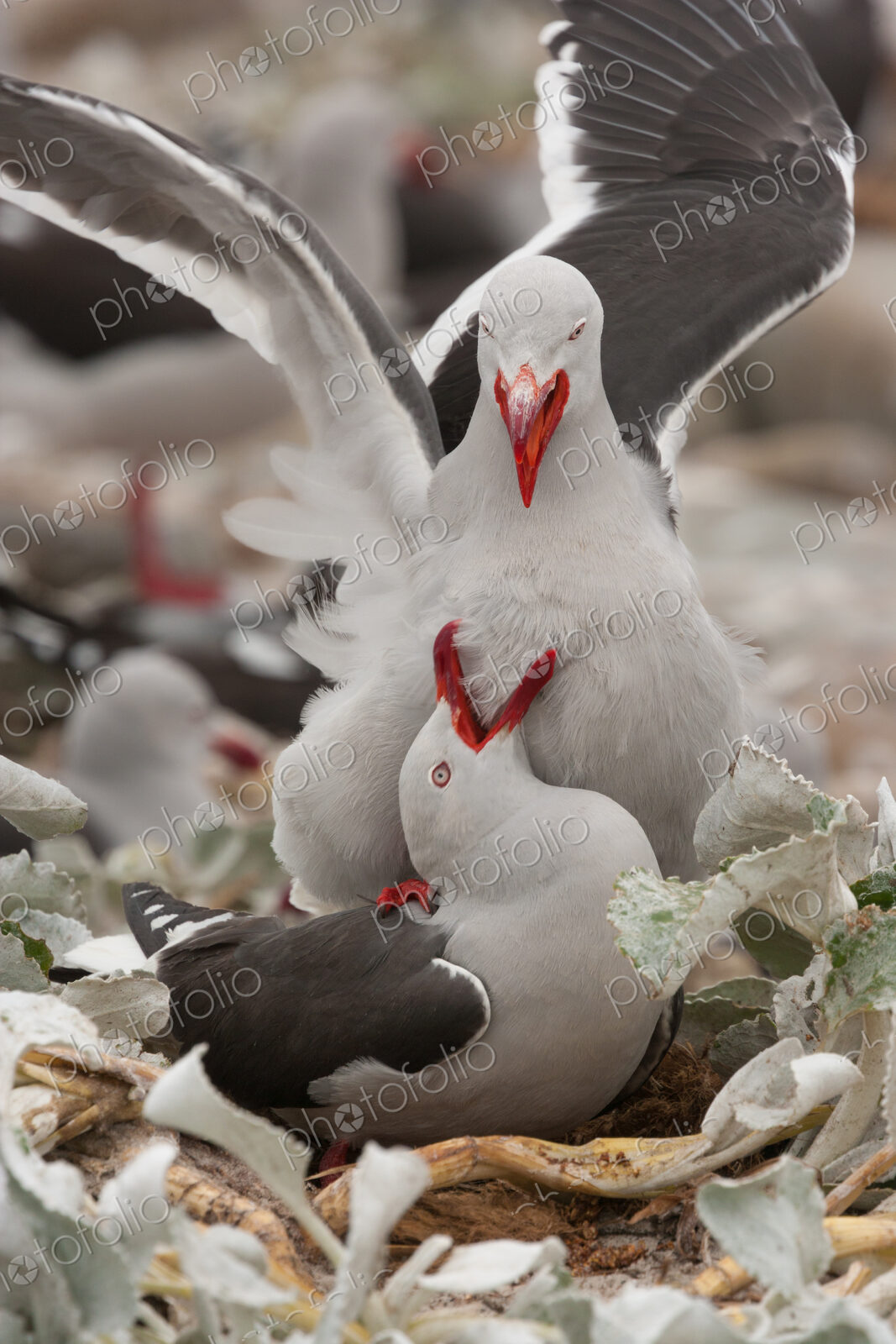 Dolphin gulls, Falkland Islands