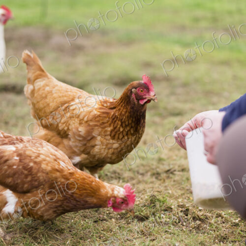 Domestic hens pecking at grain on the ground. Domestic hens pecking at grain on the ground.