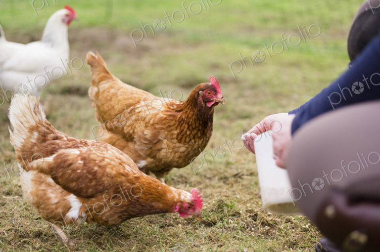 Domestic hens pecking at grain on the ground.