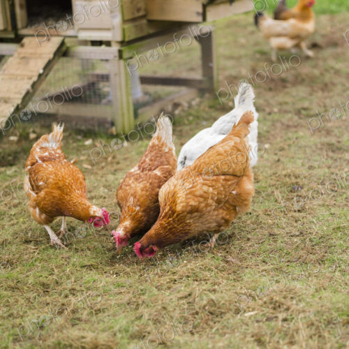 Domestic hens pecking at grain on the ground.