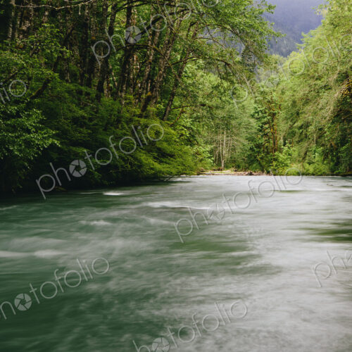 Dosewallips River and lush, green temperate rainforest, Olympic NP