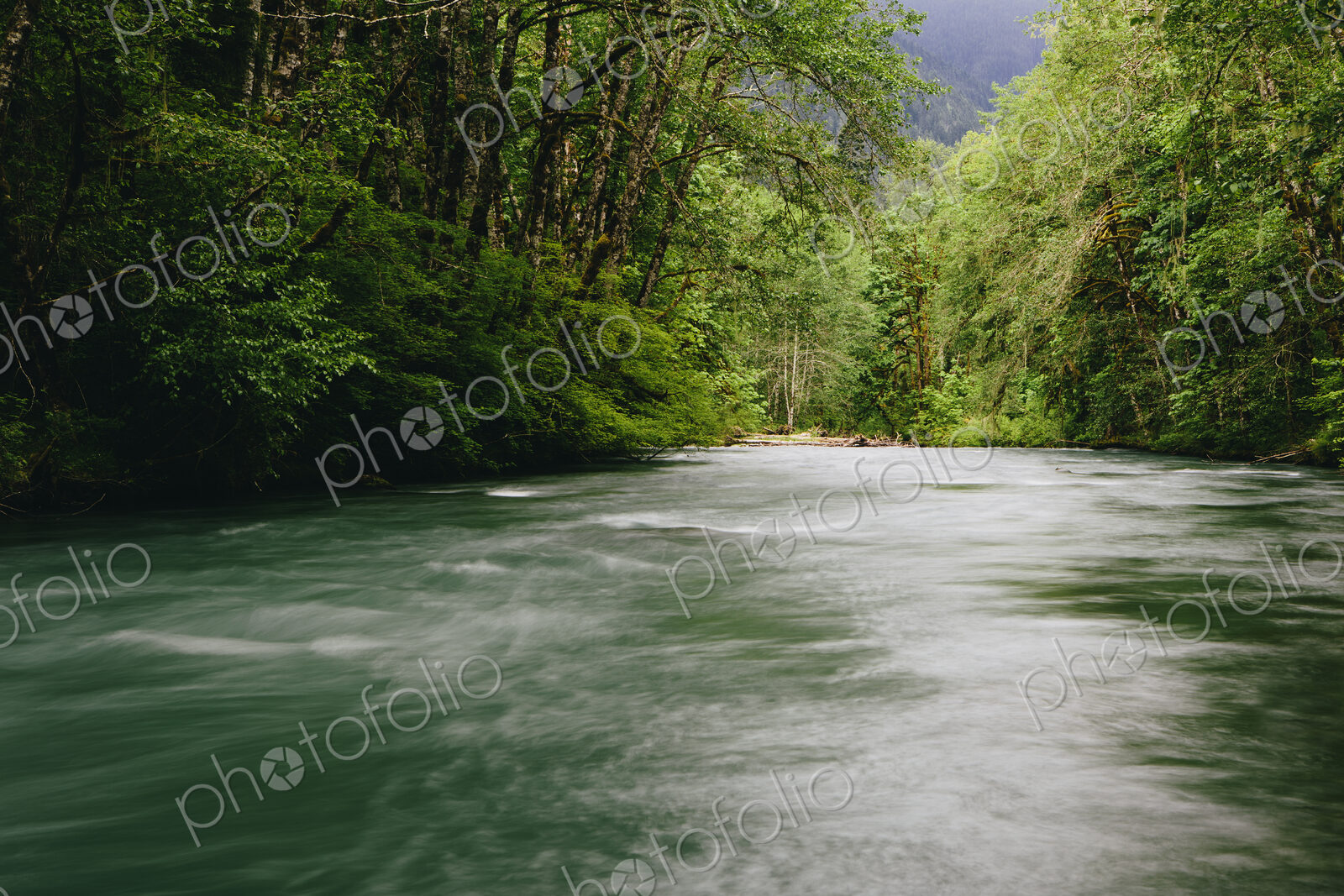 Dosewallips River and lush, green temperate rainforest, Olympic NP