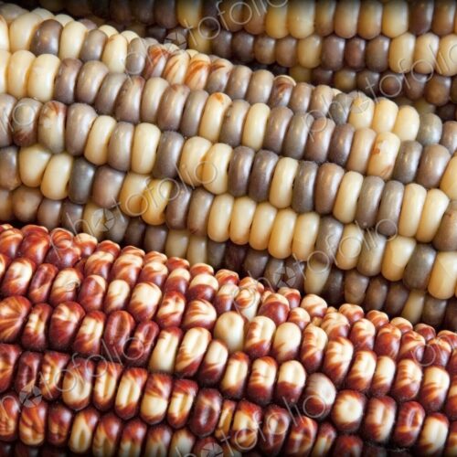 Dried indian corn with red, yellow, and blue kernels, closeup Dried indian corn with red, yellow, and blue kernels, closeup