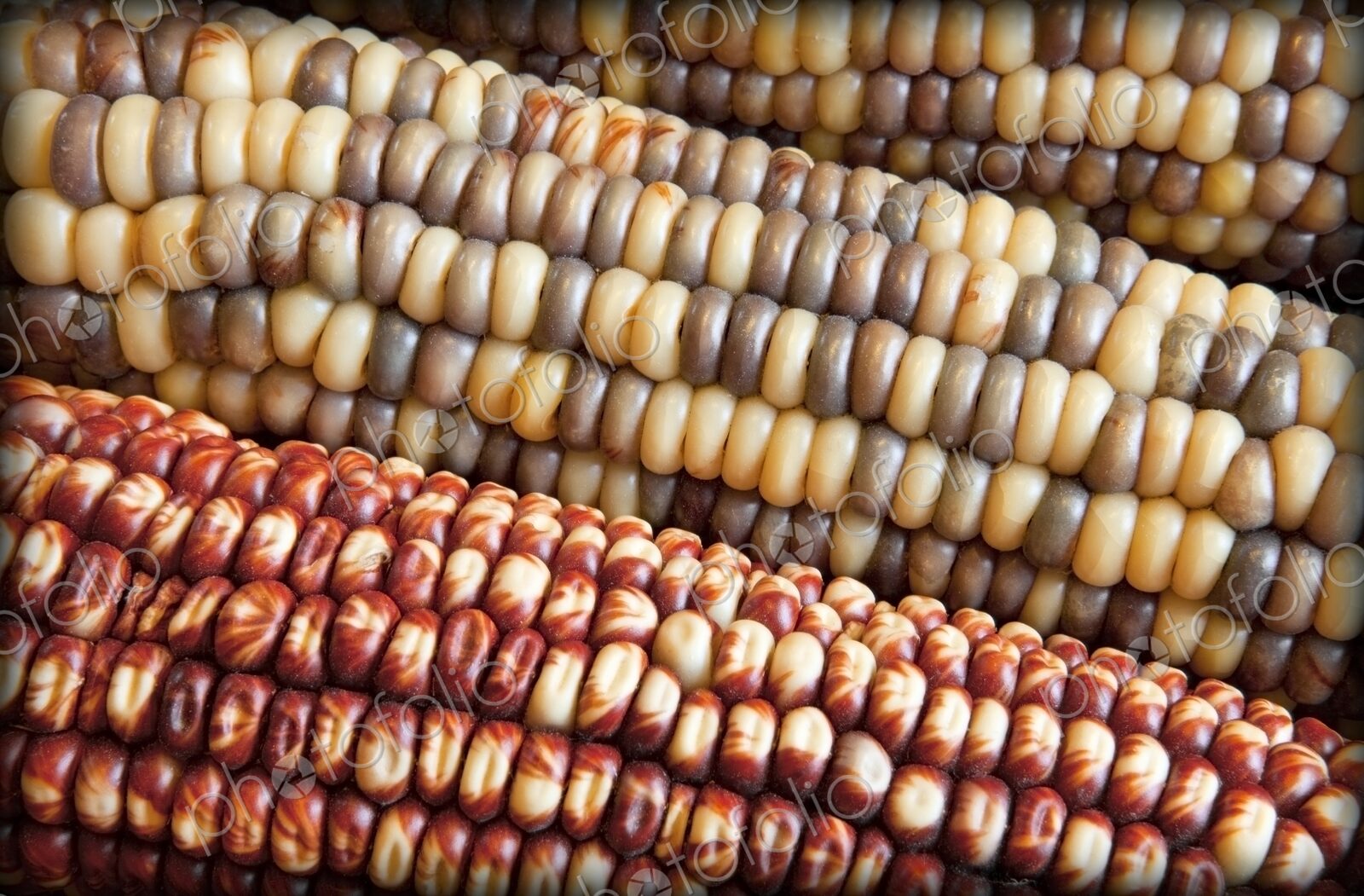 Dried indian corn with red, yellow, and blue kernels, closeup