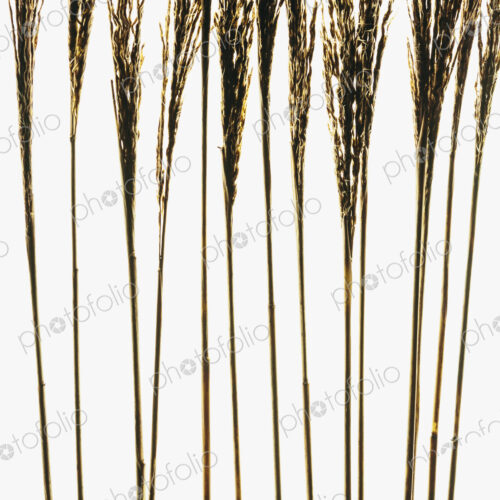Dried ornamental grass stems on a plain background. Dried ornamental grass stems on a plain background.