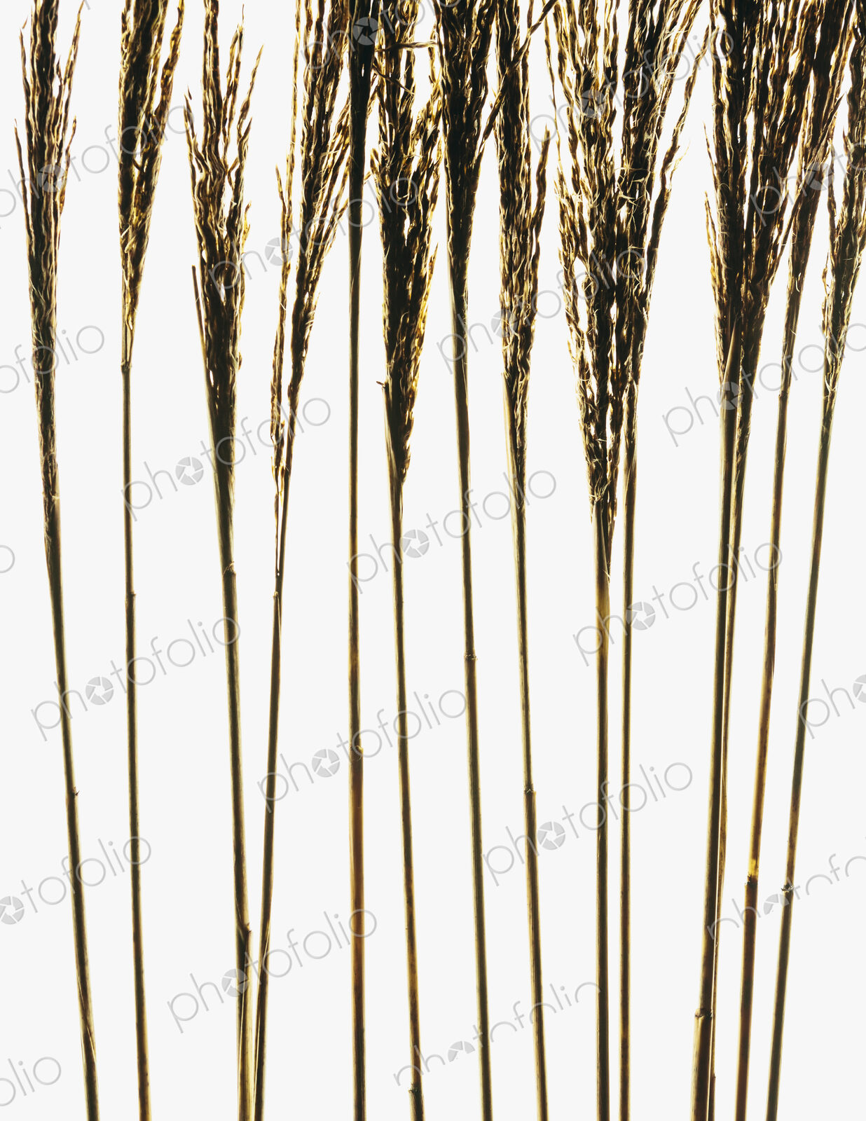 Dried ornamental grass stems on a plain background.